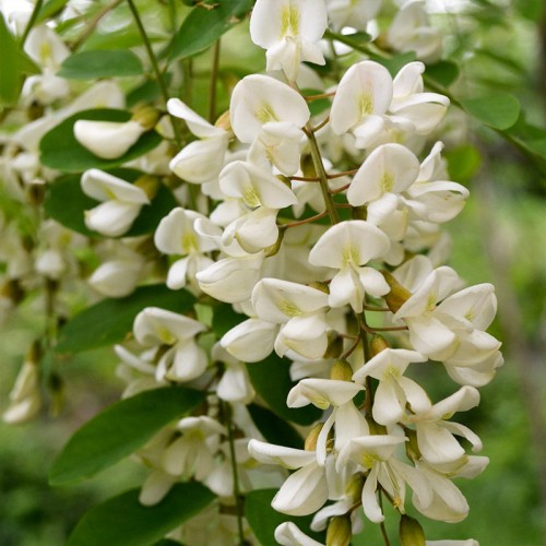 Akasya Esansı Akasya Esansı