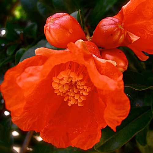 Anais Narçiçeği Esansı Anais Narçiçeği Esansı