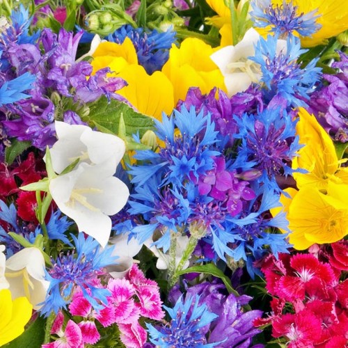 Belveol Soft Esansı Belveol Soft Esansı