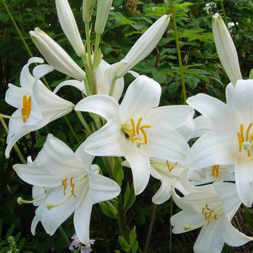 Beyaz Zambak Esansı Beyaz Zambak Esansı