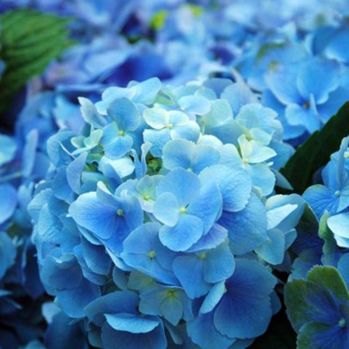 Blue Baby Esansı Blue Baby Esansı