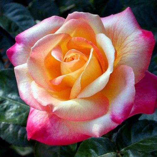 Bulgar Gülü Esansı Bulgar Gülü Esansı