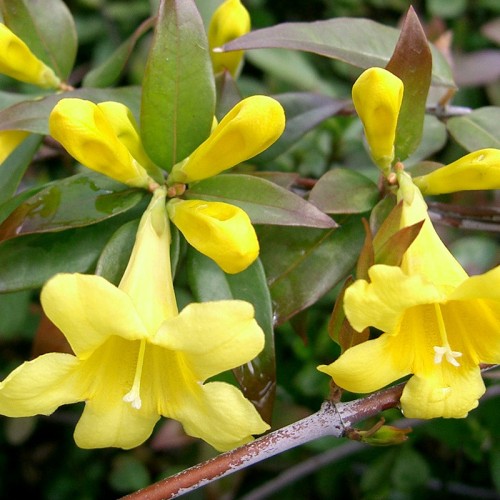 Jasmin Yasemin Esansı Jasmin Yasemin Esansı