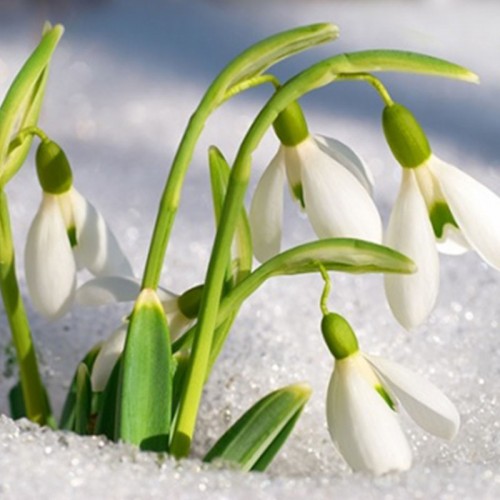 Kardelen Esansı Kardelen Esansı