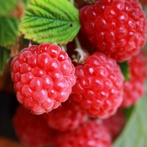 Rasberry Ahududu Esansı Rasberry Ahududu Esansı