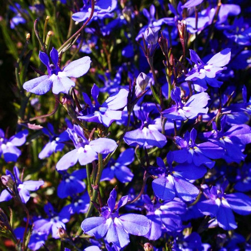 Sapphire Fantazi Esansı